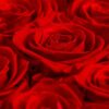 imgi_210_redroses_macro Colección Iniciales