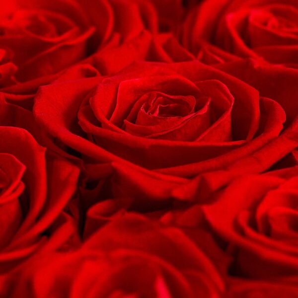 imgi_210_redroses_macro Colección Iniciales