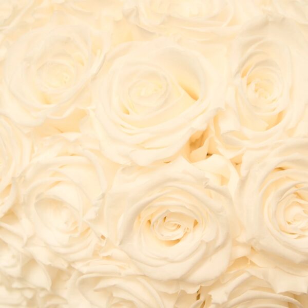 imgi_88_SERENE_Roses_Pearl_004 Discreta